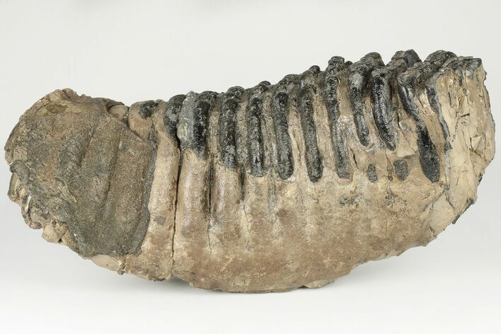 Southern Mammoth Lower M Molar - Hungary #200786